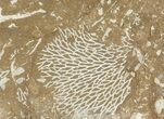 Ordovician Bryozoans (Chasmatopora) Plate - Estonia #89743-1